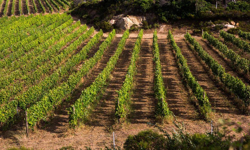 Sommelier di spalle davanti a scaffali di bottiglie di vino