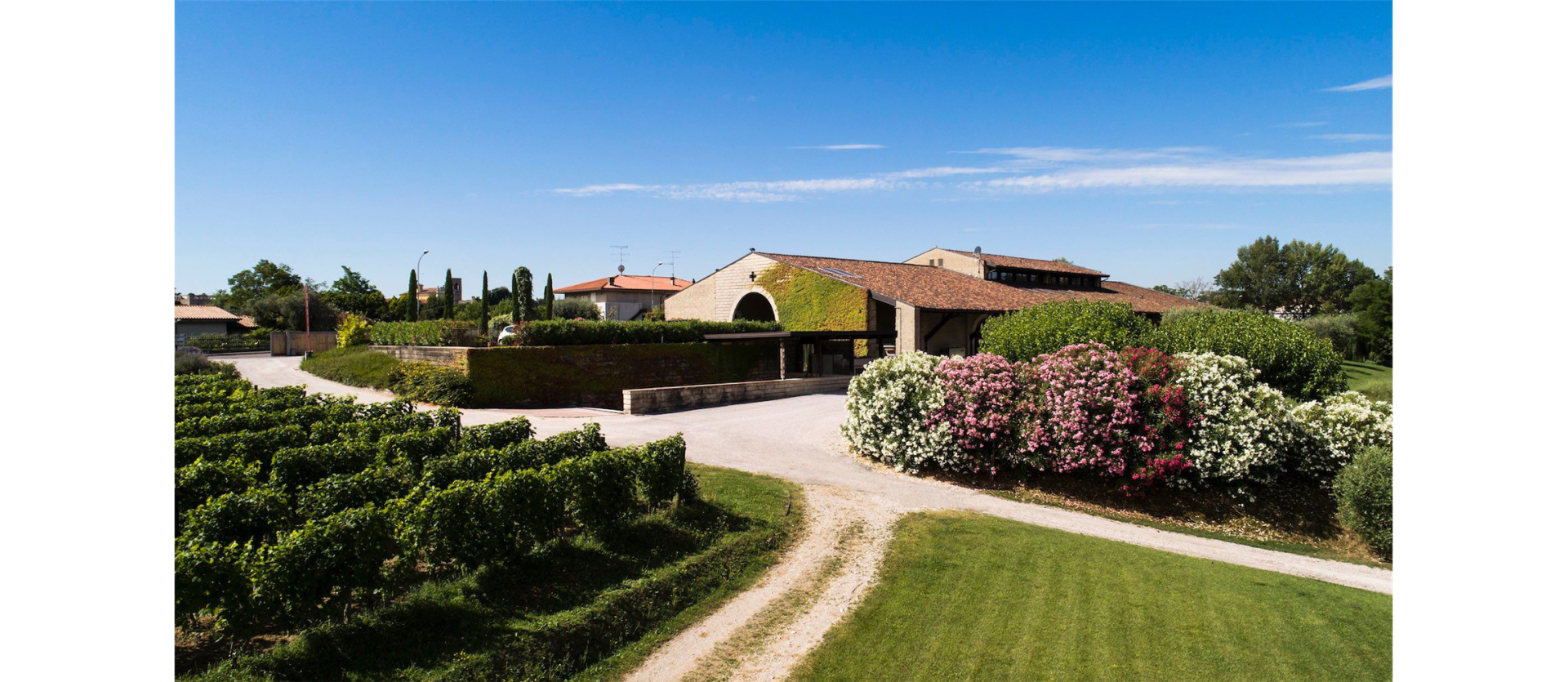 Sommelier di spalle davanti a scaffali di bottiglie di vino