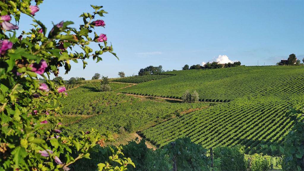 Sommelier di spalle davanti a scaffali di bottiglie di vino