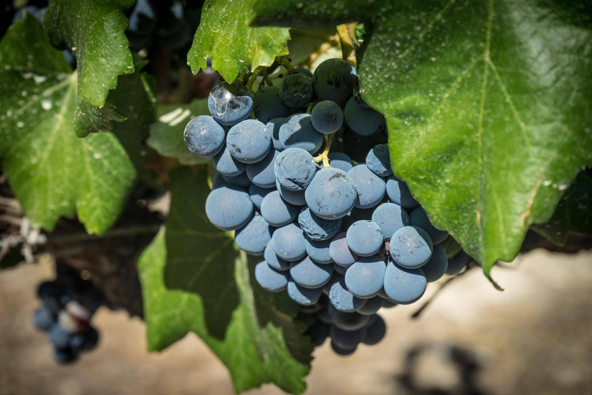Ribera del Duero