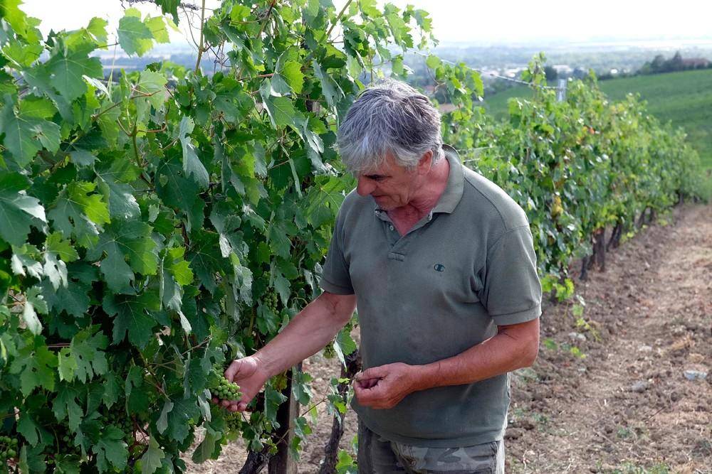 Sommelier di spalle davanti a scaffali di bottiglie di vino