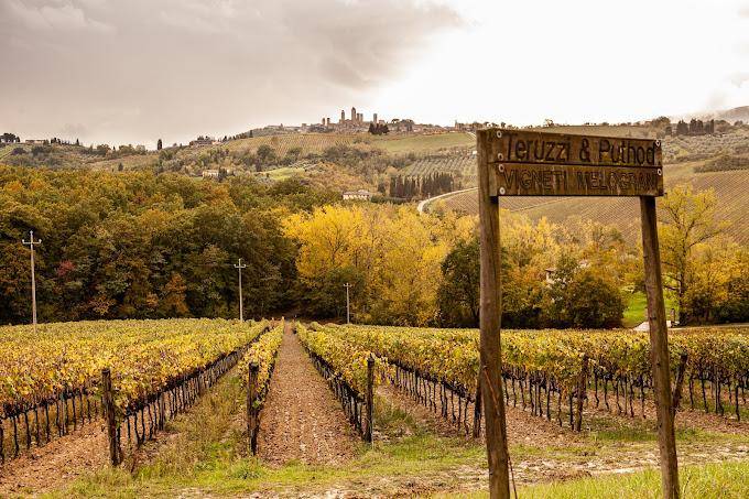 Sommelier di spalle davanti a scaffali di bottiglie di vino